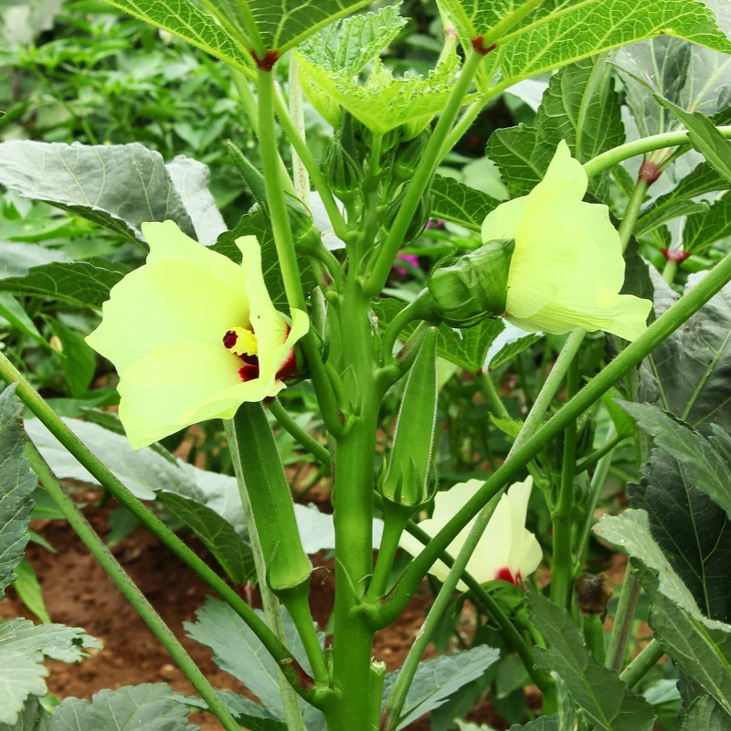 Okra