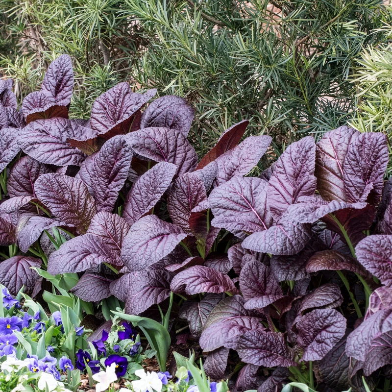 Roter Blattsenf Red Giant Bio