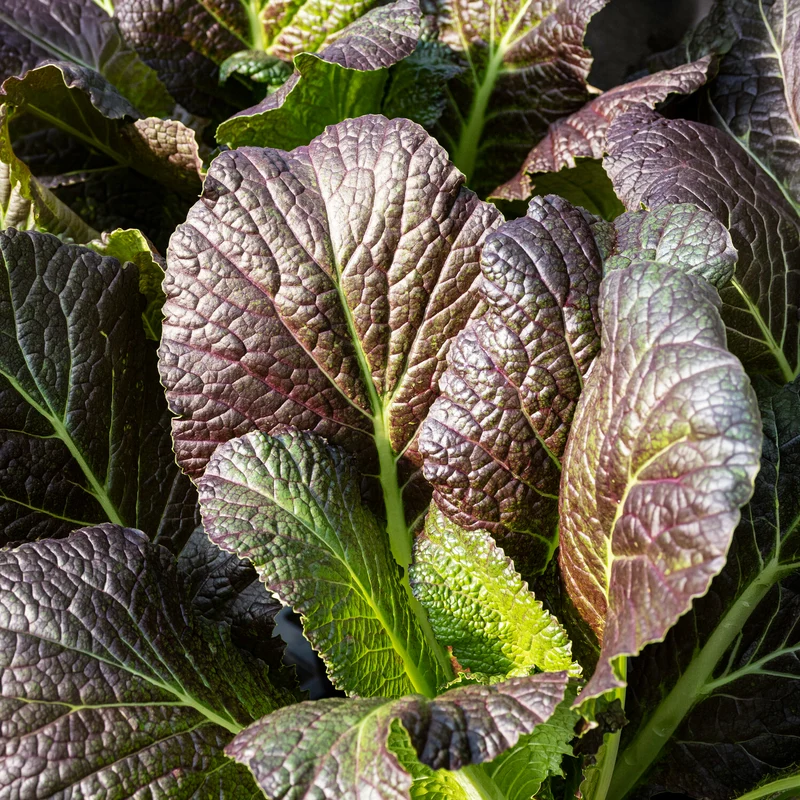 Roter Blattsenf Red Giant Bio
