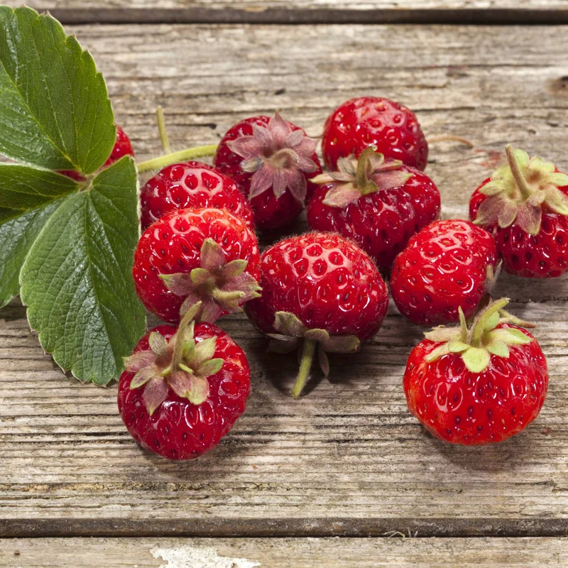 Erdbeere Framberry ® (x2)