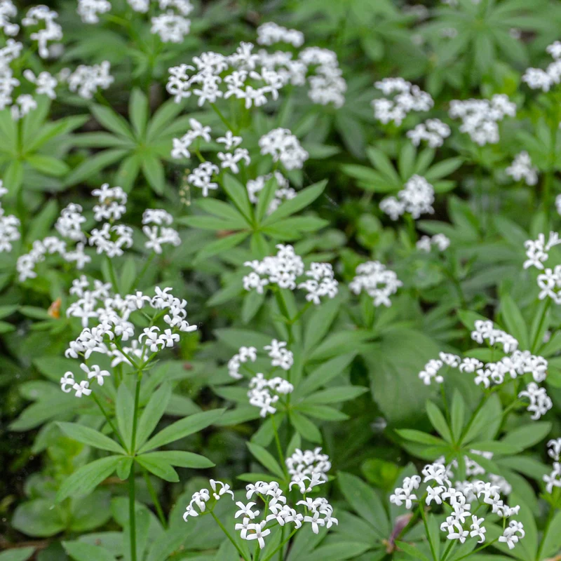 Waldmeister