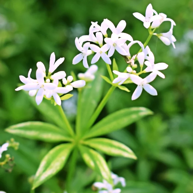 Waldmeister