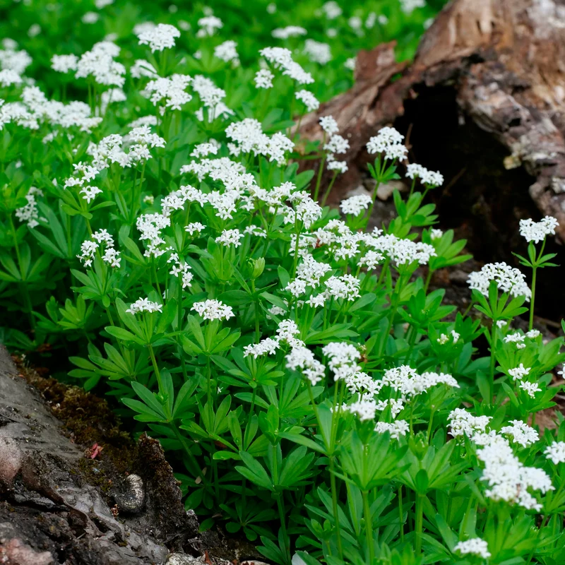 Waldmeister