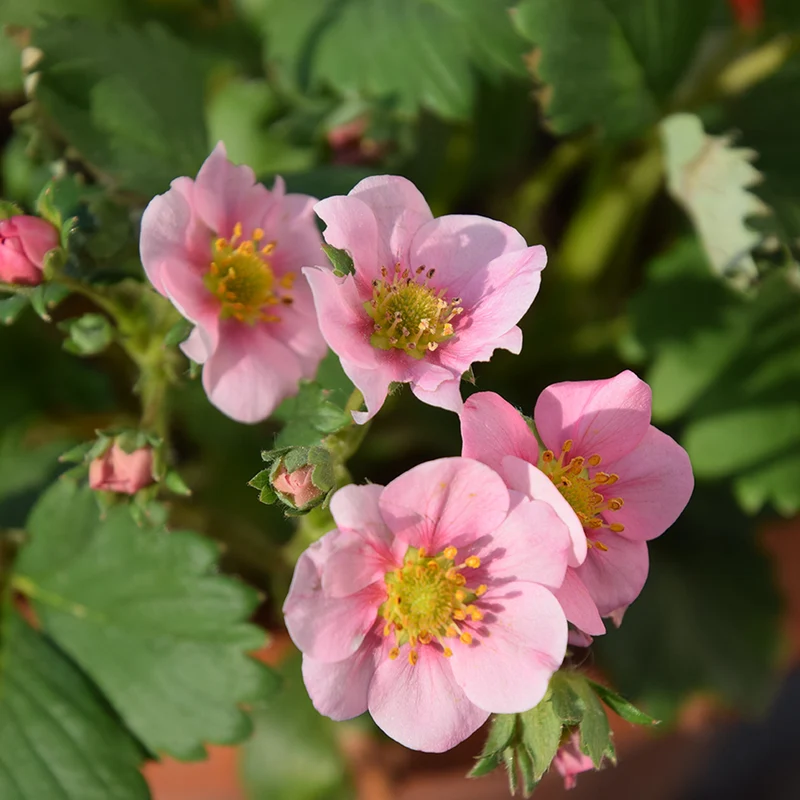 Zier-Erdbeere 'Pink Panda'