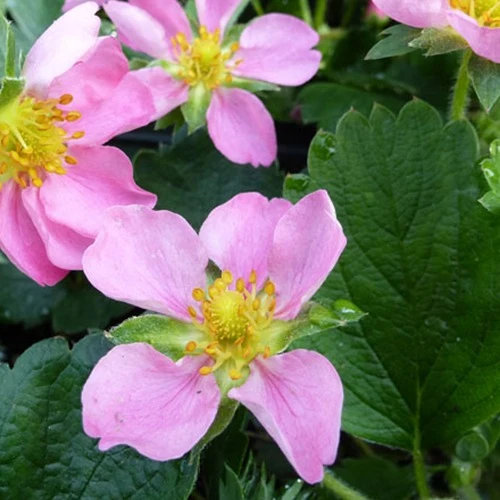 Zier-Erdbeere 'Pink Panda'