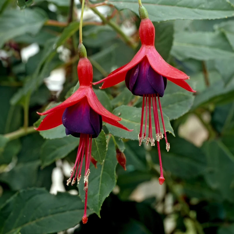 Fuchsia Mrs. Popple