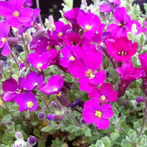 Blaukissen ‘Cascade Red’