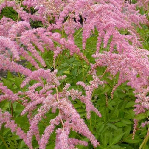 Chinesische Astilbe Straussenfeder