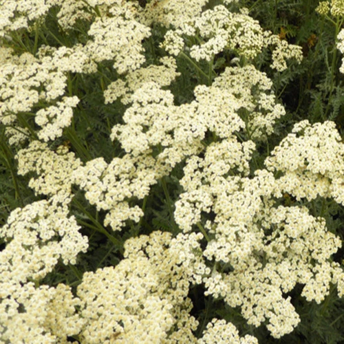 Schafgarbe ‘Alabaster’