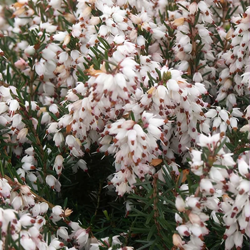 Winterheide Silberschmelze