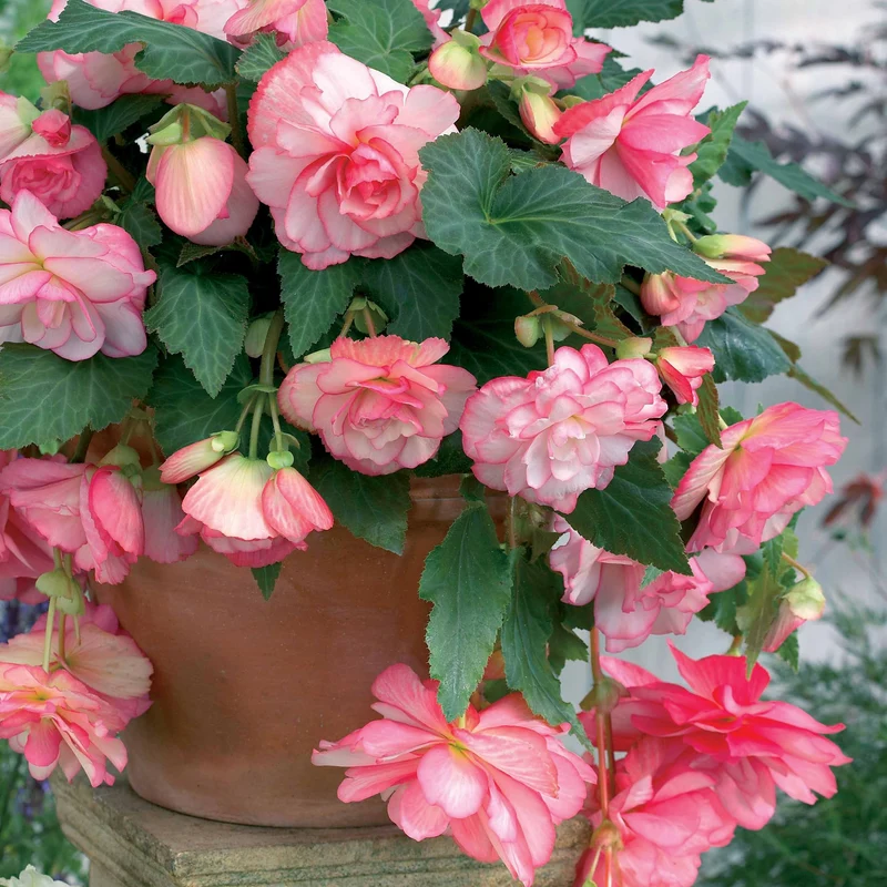 Begonie 'Cascade Florence' (x3)