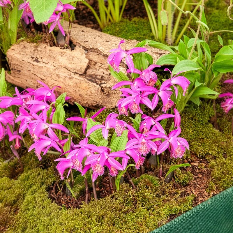 Orchidee 'Pleione Tongariro'