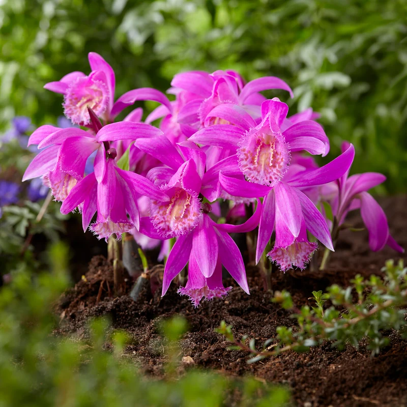 Orchidee 'Pleione Tongariro'