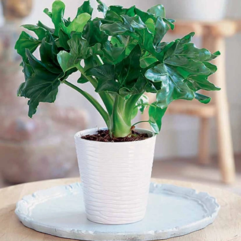 Philodendron ‘Atom’ im weißen ELHO-Übertopf
