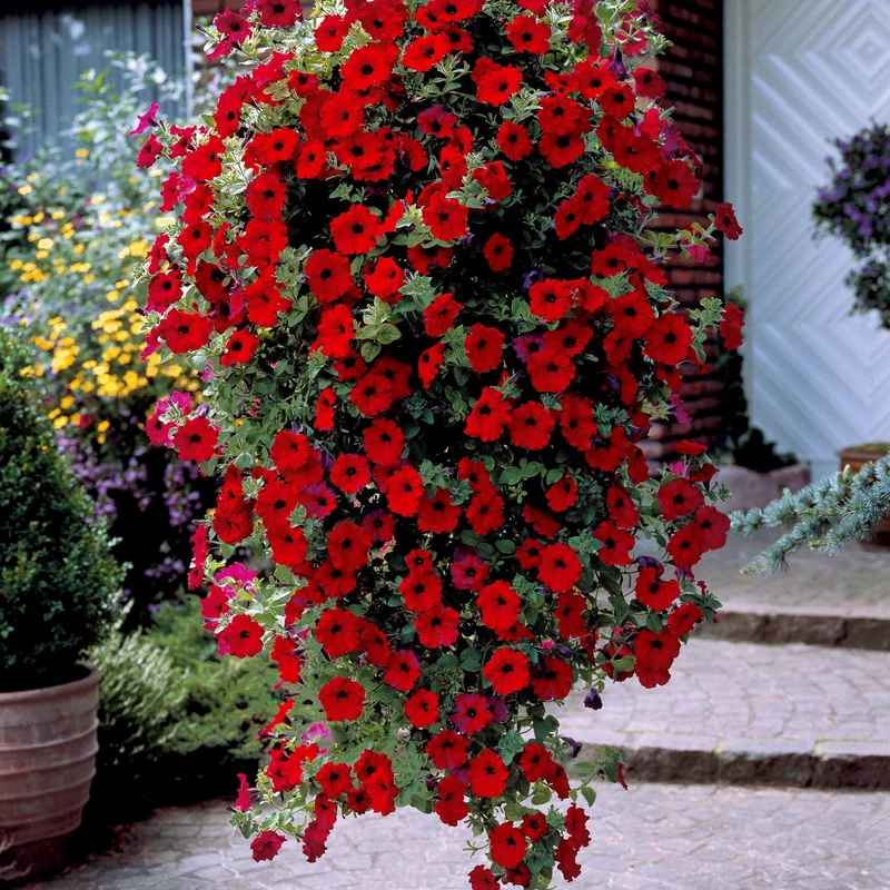 Petunien-Sammlung: rot, rosa, gelb (x9)