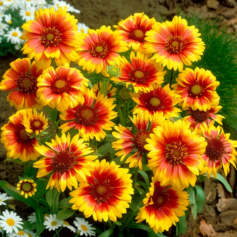 Bunte Margeriten-Kollektion (x6)