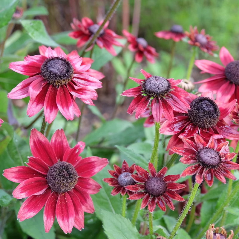 Bunte Margeriten-Kollektion (x6)