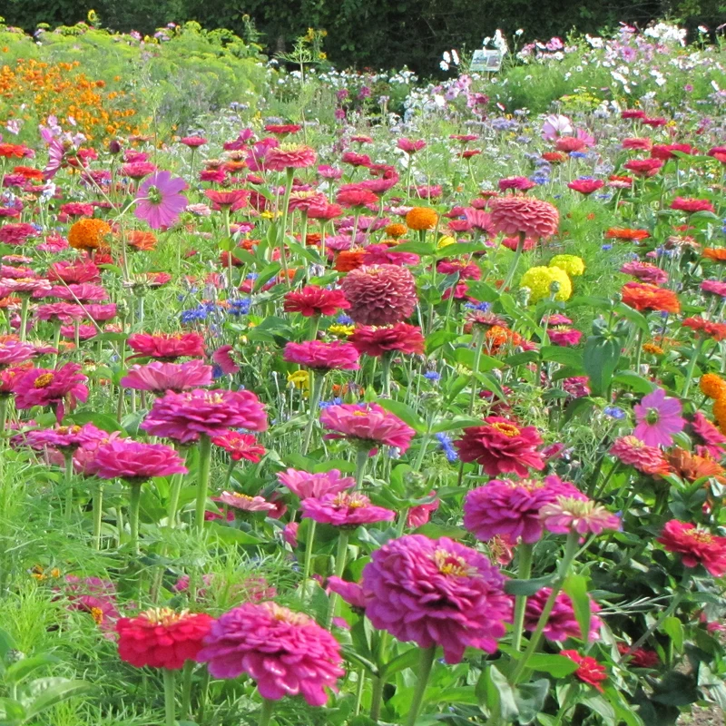 Schnittblumenmischung Saatgut