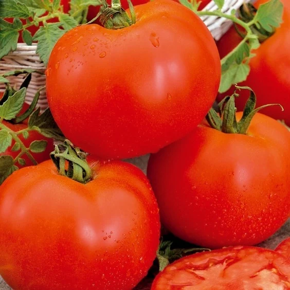 Tomate ‘Bonset’ F1