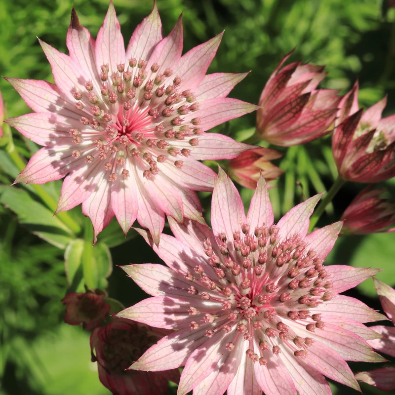 Sterndolde Rosea (x3)