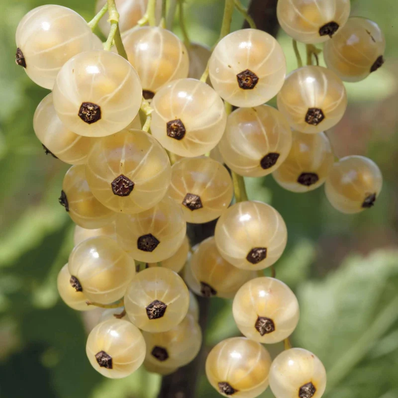 Weiße Johannisbeere White Pearl