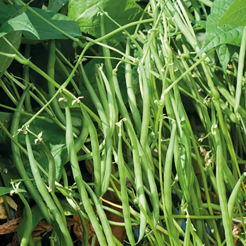 Buschbohne Karussell