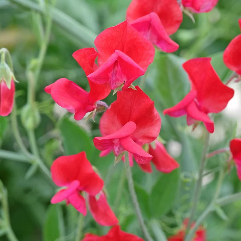 Duftwicke ‘King Edward VII’