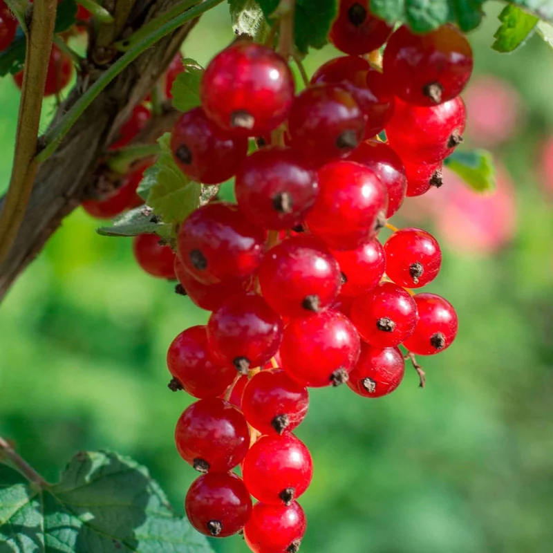 Rote Johannisbeere ‘Jonkheer van Tets’
