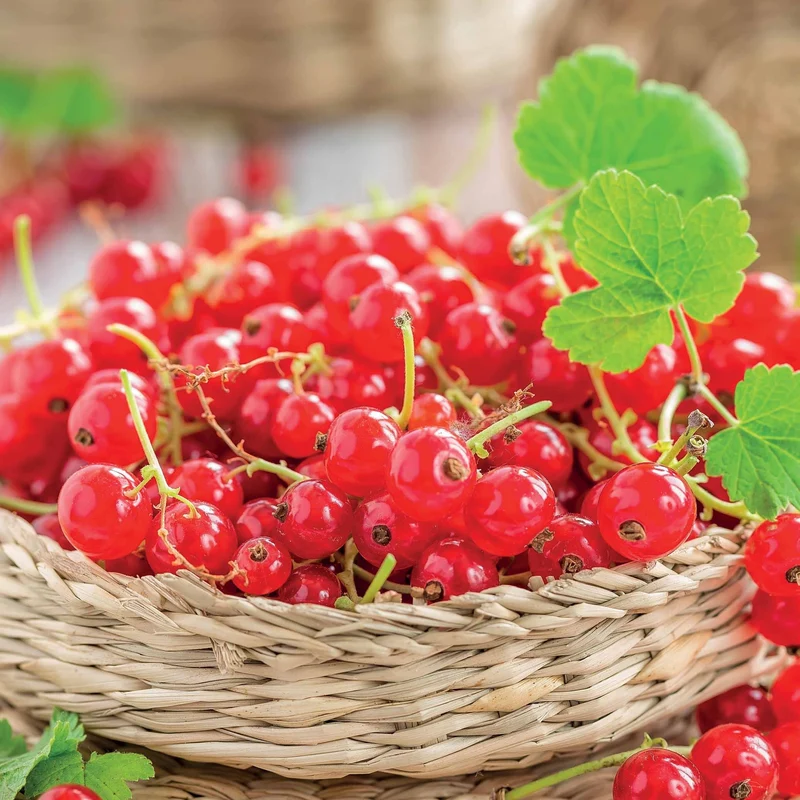 Rote Johannisbeere ‘Jonkheer van Tets’