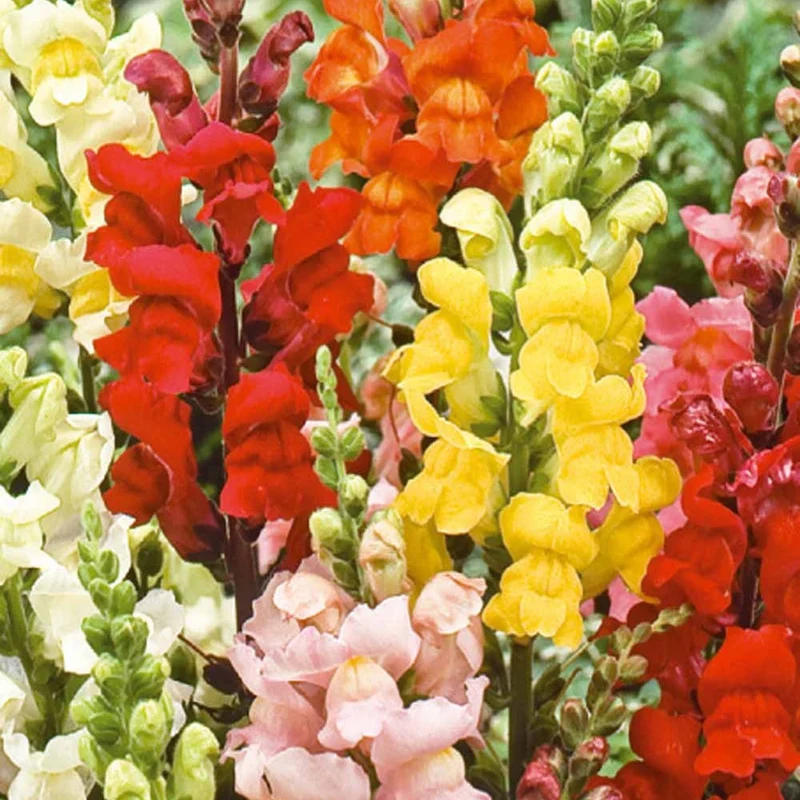 Löwenmaul 'Rainbow' Mischung halbhoch