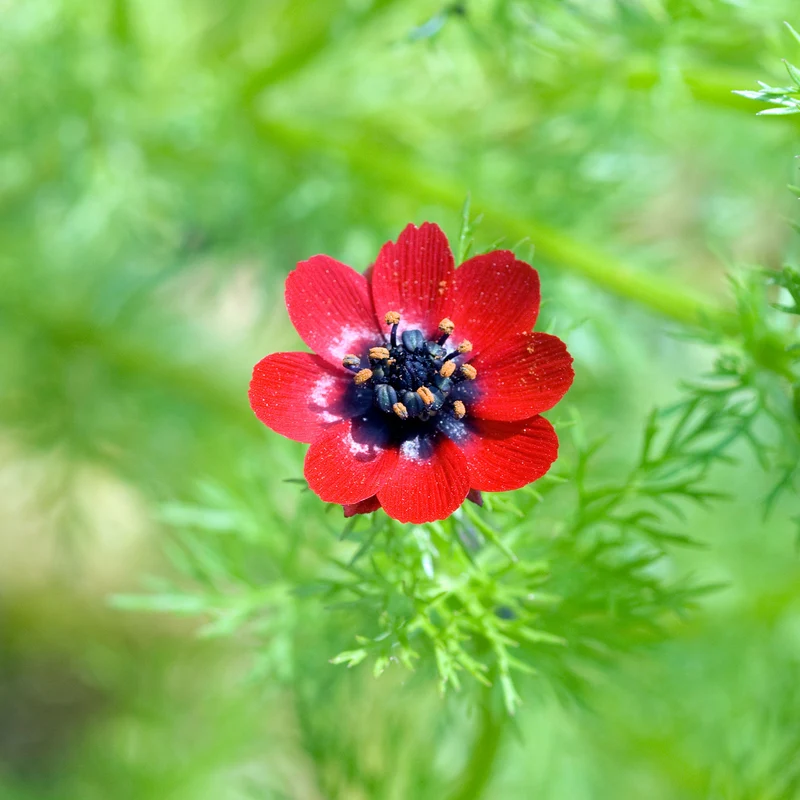Sommer-Adonisröschen ‘Deep Red’