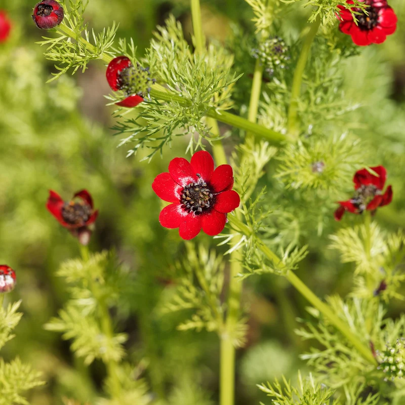 Sommer-Adonisröschen ‘Deep Red’