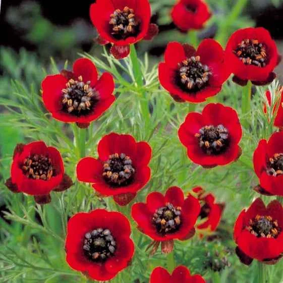 Sommer-Adonisröschen ‘Deep Red’