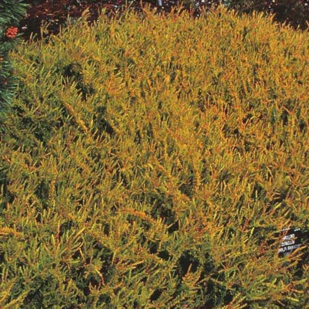 Besenheide Wickwar Flame