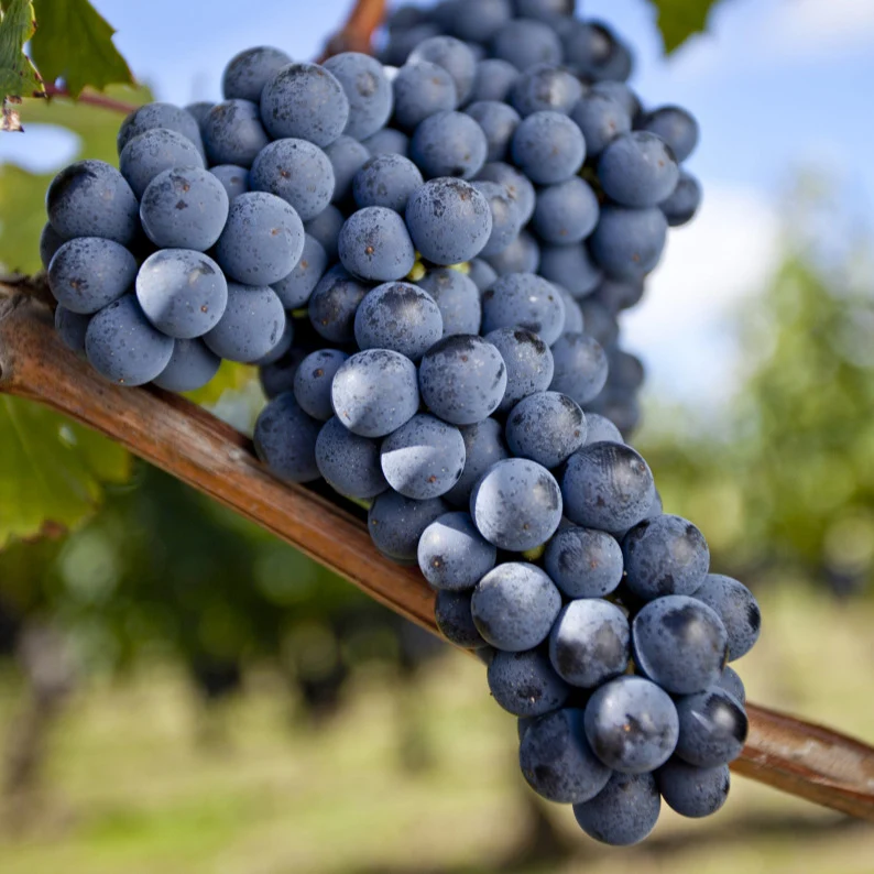 Weinrebe Merlot