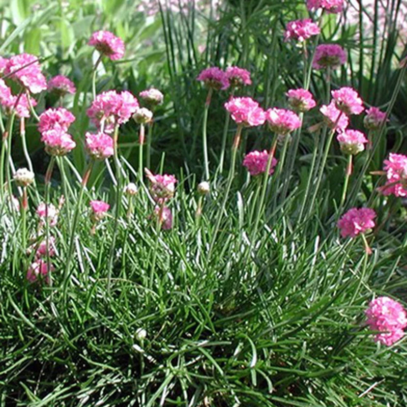 Garten-Grasnelke Splendens