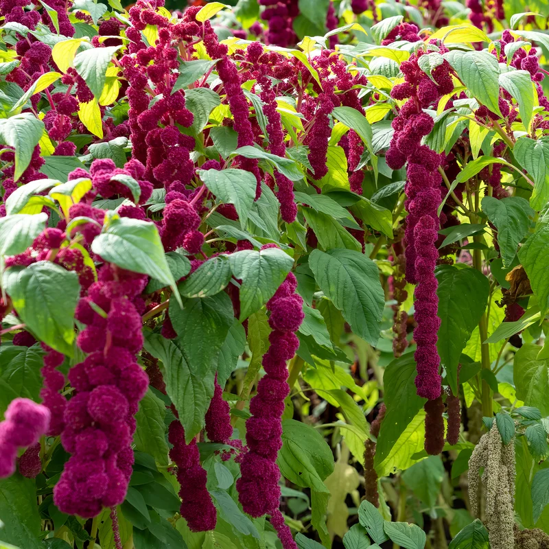 Amaranthus gibbeus - Fuchsschwanz Dreadlocks