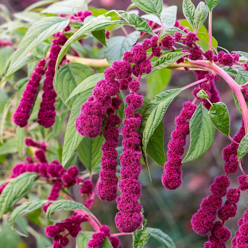 Amaranthus gibbeus - Fuchsschwanz Dreadlocks