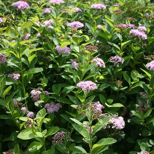 Spirea Pink Sparkler®