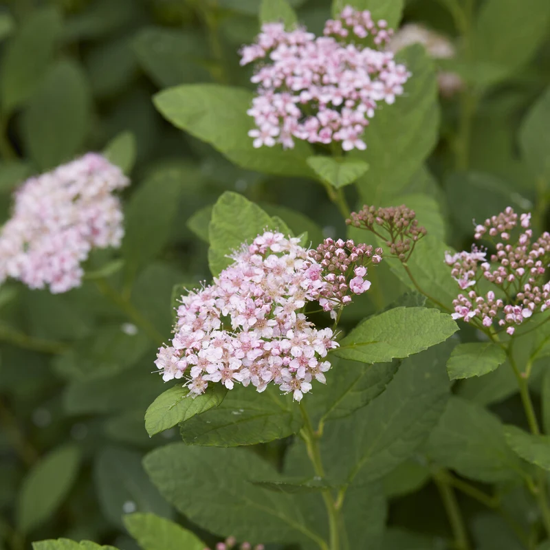 Spirea Pink Sparkler®