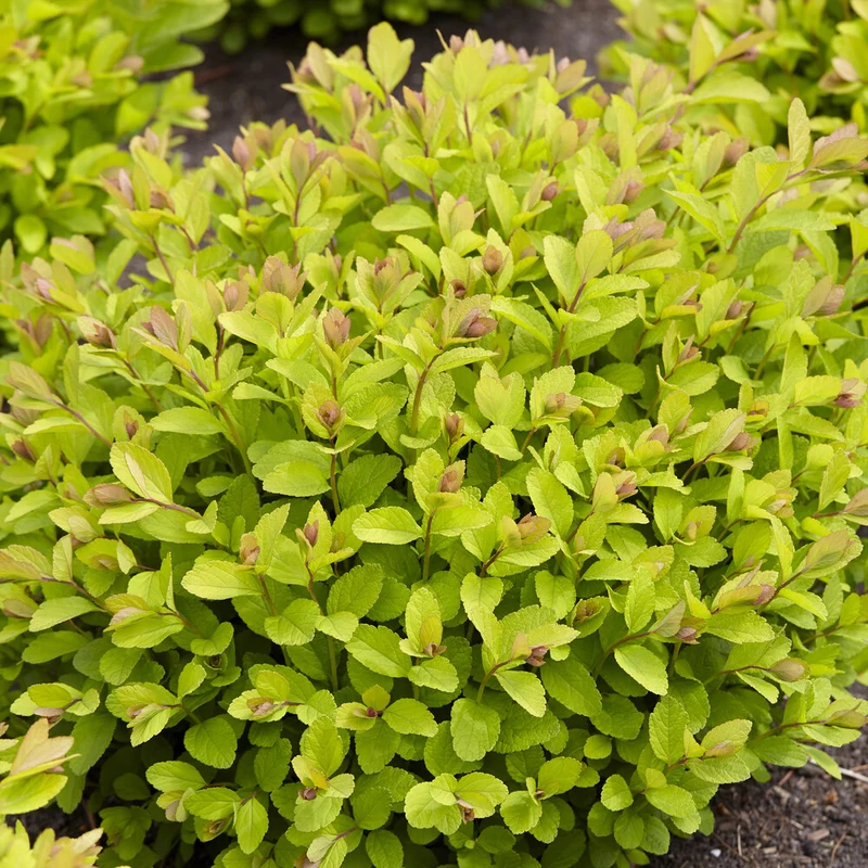Spirea Pink Sparkler®