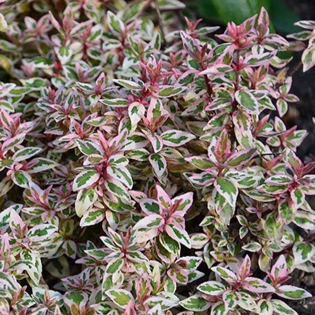 Abelie ‘Pink Lady’