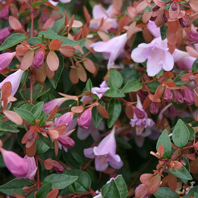 Abelia Pink Pong