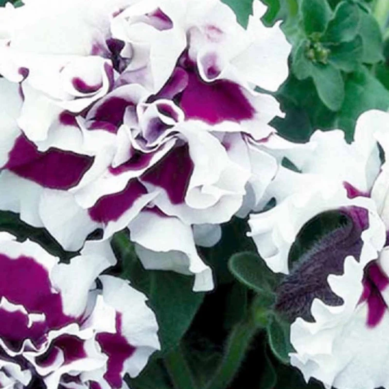Petunie Purple Pirouette F1