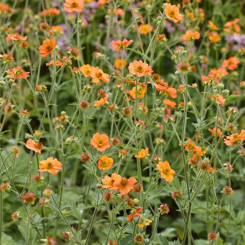 Nelkenwurz ‘Totally Tangerine’