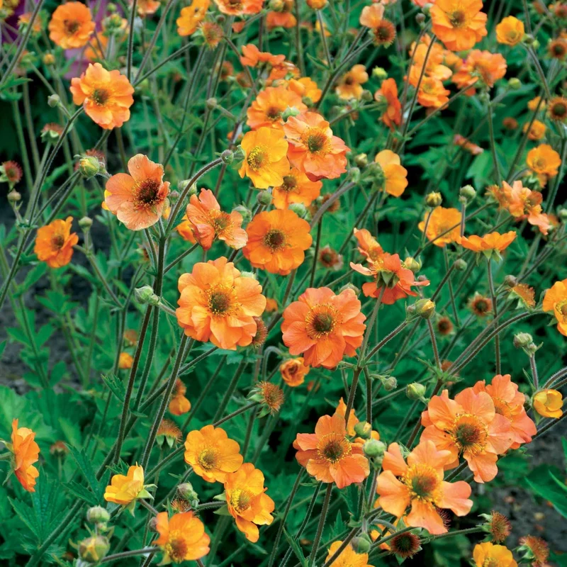 Nelkenwurz ‘Totally Tangerine’