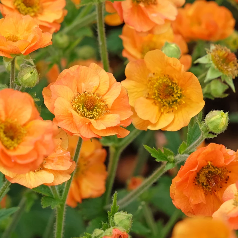 Nelkenwurz ‘Totally Tangerine’