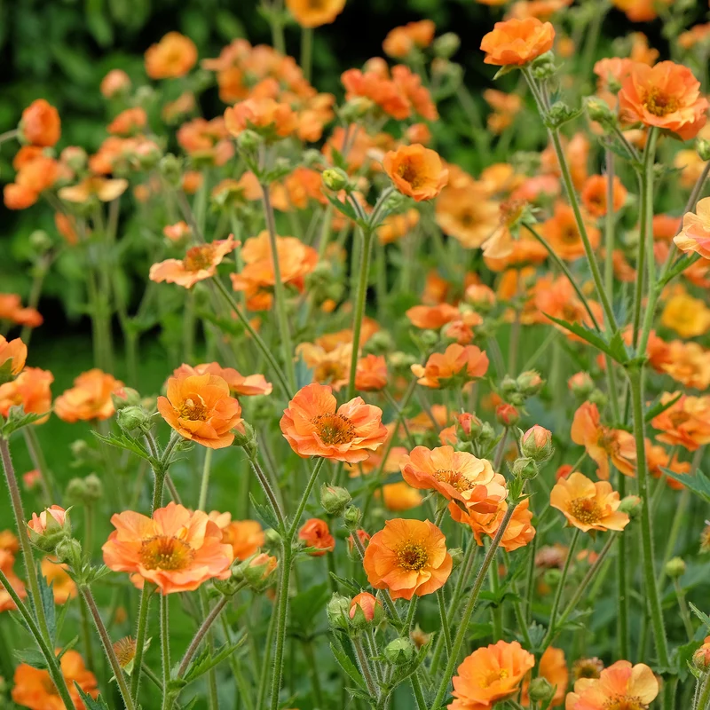 Nelkenwurz ‘Totally Tangerine’