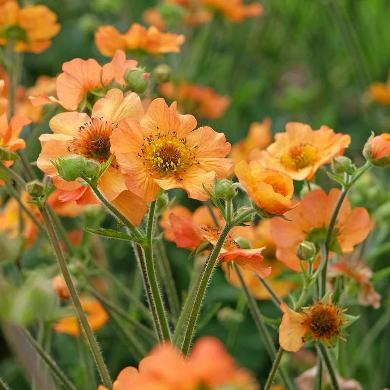 Nelkenwurz ‘Totally Tangerine’