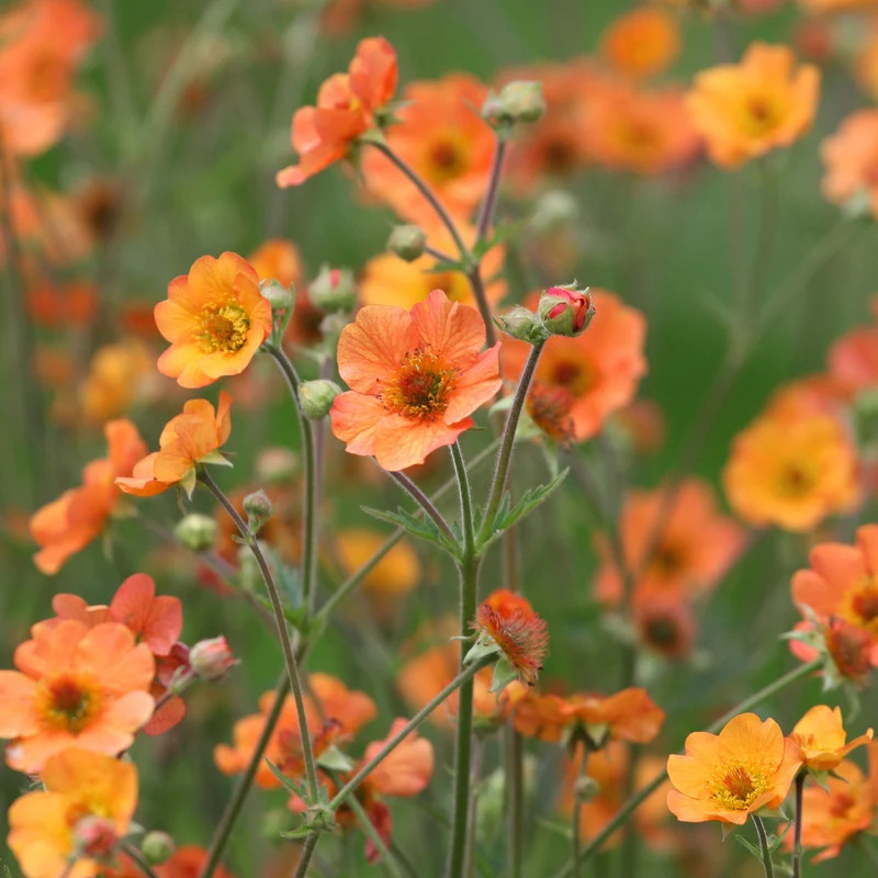 Nelkenwurz ‘Totally Tangerine’